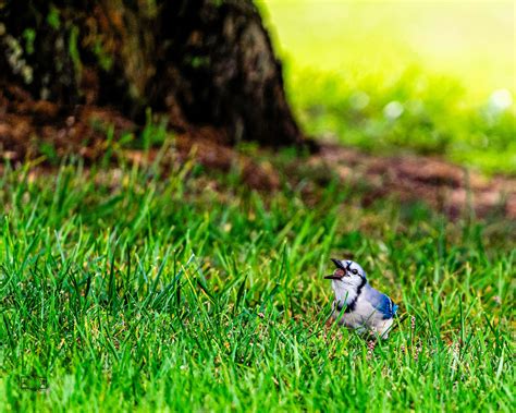 Blue Jay collecting nuts for winter. : r/birds