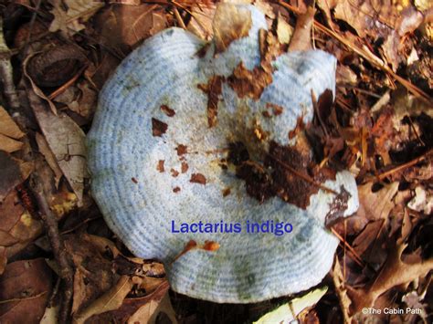 The Cabin Path (All Blogs and pictures ©The Cabin Path): Blue Mushrooms