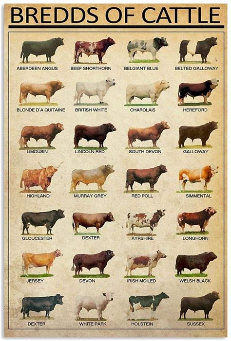 Breeds of beef cattle poster | Etsy