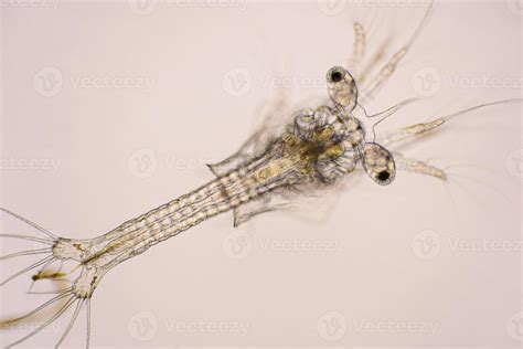 Closeup zoea stage of Vannamei shrimp in light microscope, Shrimp larvae under a microscope ...