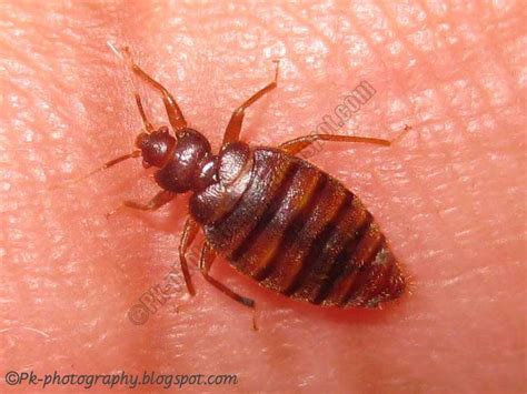 What Do Bed Bugs Look Like? | Nature, Cultural, and Travel Photography Blog