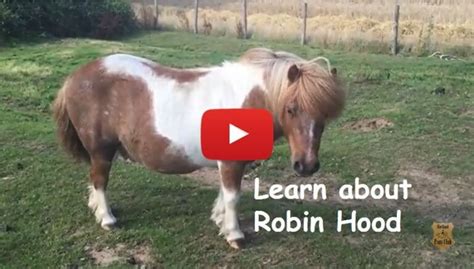 Adopt a Pony - Robin Hood at Shetland Pony Club - for charity