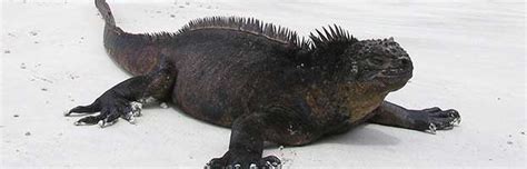 Galapagos Marine Iguana - Animal Facts and Information