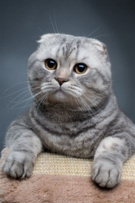 Stock Photo | Cat scottish fold, Scottish fold, Scottish fold kittens