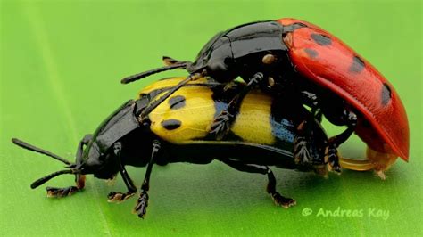 Leaf Beetles mating in the Amazon rainforest of Ecuador - YouTube