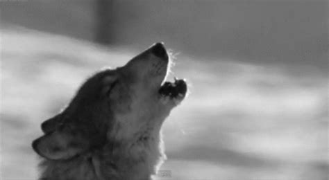 Howling Wolf Gif Tumblr