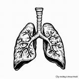 Lungs Coloring Pages  Free & Printable sketch template