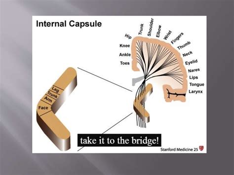 Applied aspect of internal capsule