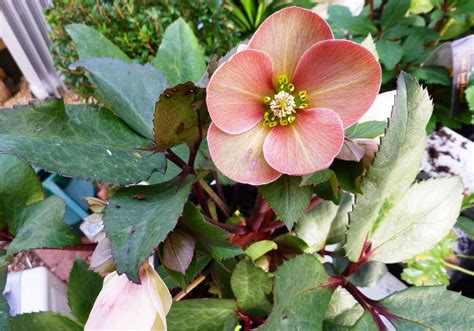 Flower Homes: Christmas Rose Flowers