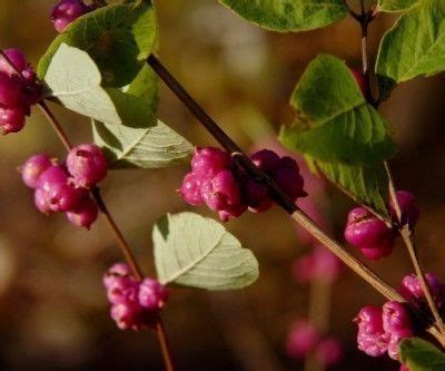 Care Of Coralberries – Information On Growing Coralberry Plants ...