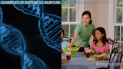 Nature vs. Nurture Debate | History & Examples - Lesson | Study.com