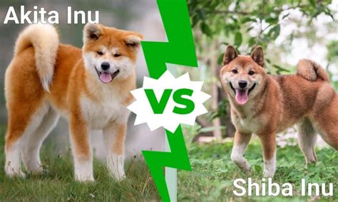 Akita Inu vs Shiba Inu: What Are The Differences? - A-Z Animals