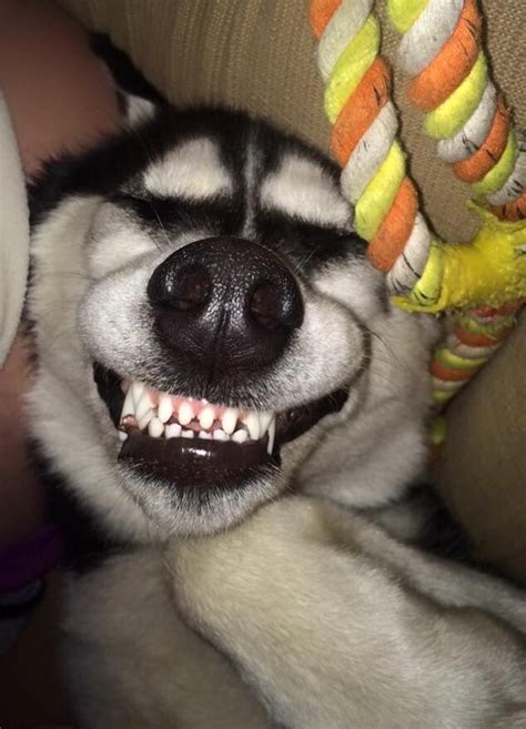 Put on a Husky Smile!! :) | Dog quotes funny, Dog quotes, Funny dog faces