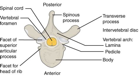 The Vertebral Column | Bones of the Spine | Geeky Medics