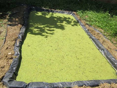 Azolla Cultivation Guide ( Rich proteins feed for cattle, poultry, fish ...