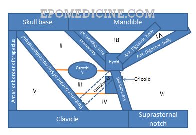 Cervical Lymph Node Stations Images - News Current Station In The Word