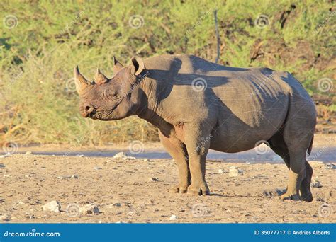 Rhino, Black - Wildlife Background of Rare and Endangered Species, Africa Stock Image - Image of ...