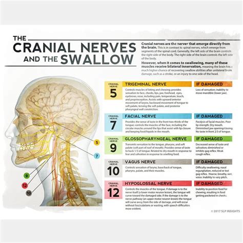 The Cranial Nerves and the Swallow - Dysphagia therapy - Speech Language Pathology - SLP ...