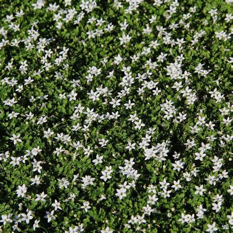 Blue Star Creeper | Ground cover plants, Home vegetable garden, Flower pot design