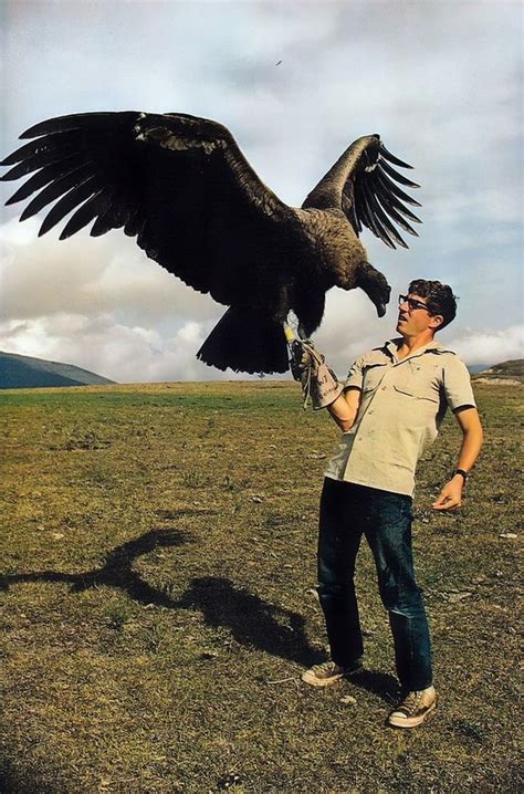 🔥The Andean condor is the largest flying bird in the world by combined ...