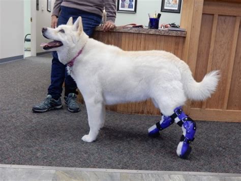 Prosthetics for Dogs – Everything About Artificial Legs for Dogs | Our Fit Pets