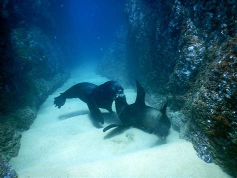 Los Cabos Scuba Diving Excursions | Baja Shark Experience