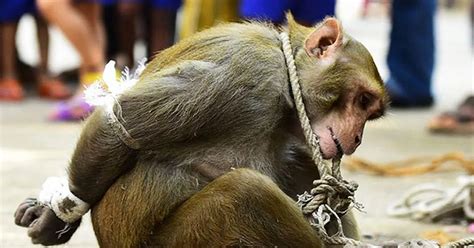 Horrific images show monkey being punished for theft as crowds gather ...