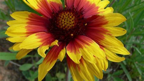 Gaillardia 2 – Gabrielsen Farms LLC