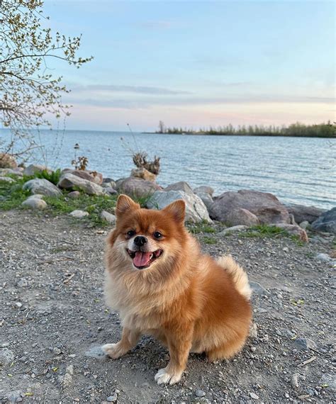 14 Best Off-Leash Dog Parks and Trails in Toronto | Red Dog Blue Kat