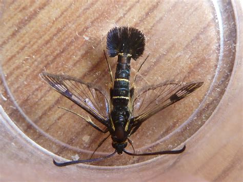 Currant Clearwing moth at Yetminster | Dorset Butterflies