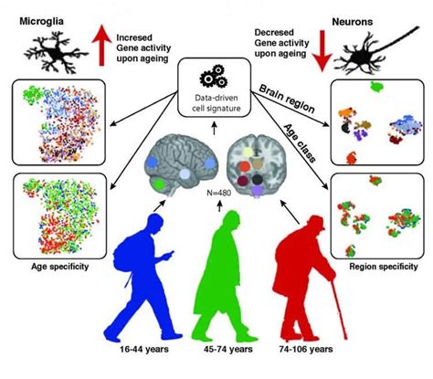 Glia, Not Neurons, Most Affected By Brain Aging - Neuroscience News