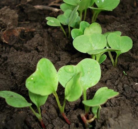 Vegetable Seedling Identification: Pictures and Descriptions | Plant seedlings, Vegetable ...