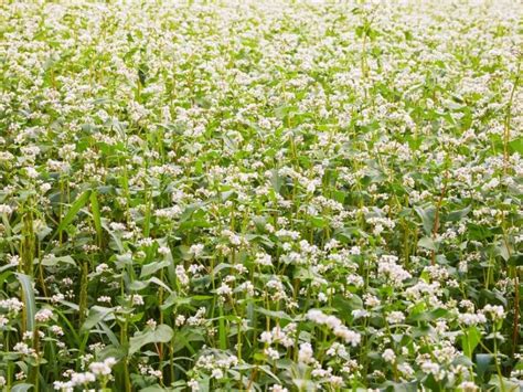 When to Plant Buckwheat - Planting Guide 2024 - Northern Nester