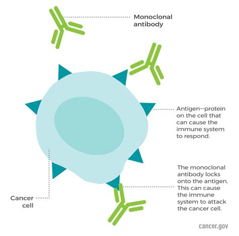 Monoclonal Antibodies - NCI