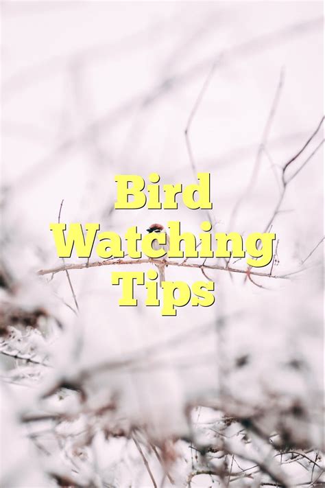 Bird Watching Tips | by Birdsquestions | Medium