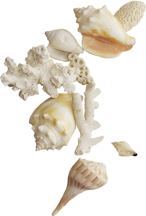 Seashell Clip art - Seashells png download - 500*742 - Free Transparent Seashell png Download ...