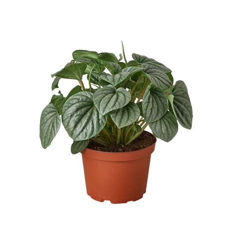 Peperomia Frost Plant in 6 Plant in. Grower Pot 6_PEPEROMIA_FROST - The Home Depot