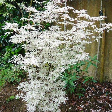 Buy Japanese maple Acer palmatum Ukigumo: £29.99 Delivery by Crocus # ...