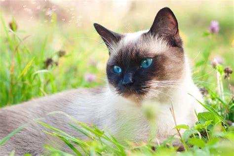 Feline Breed Profile: Siamese Cats | ElleVet Sciences