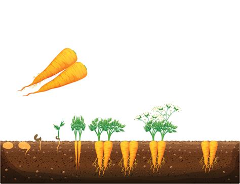 Carrot Plant Growth Stages Infographic Elements Stock