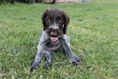 Wirehaired Pointing Griffon Puppies For Sale - AKC PuppyFinder