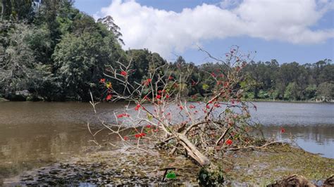 3 Moments To Remember From The Beautifully Carved Kodaikanal Lake!