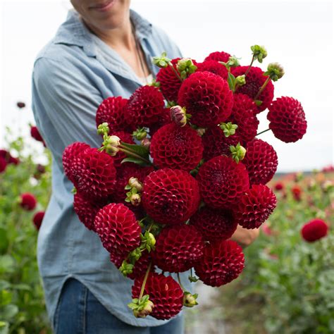 Dahlia Cornel – Floret Flower Farm