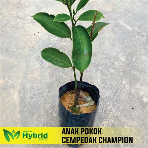 Klon Terbaru Anak Pokok Cempedak Malaysia