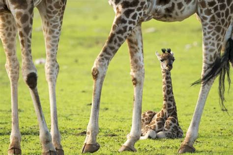 Five things you probably didn't know about Giraffe births