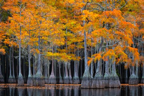 Cypress Tree Photography | Cypress Swamp Photos | Joseph C. Filer Fine Art Photography