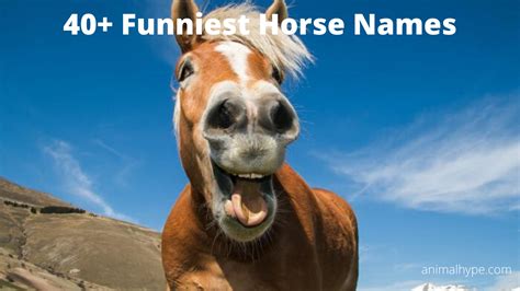 64 Funniest Horse Names for Your Comical Steed - Animal Hype