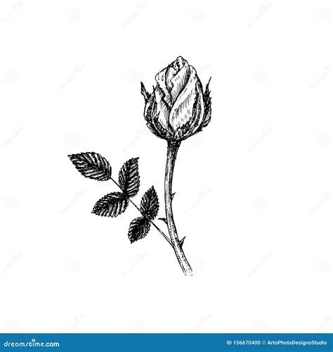 Rose And Thorn Clipart