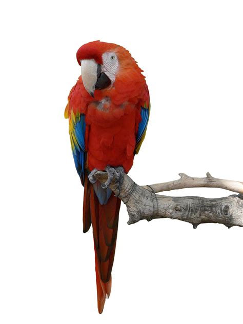 Parrot PNG, Parrot Transparent Background - FreeIconsPNG