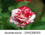 两种色调的玫瑰花丛 免费图片 - Public Domain Pictures